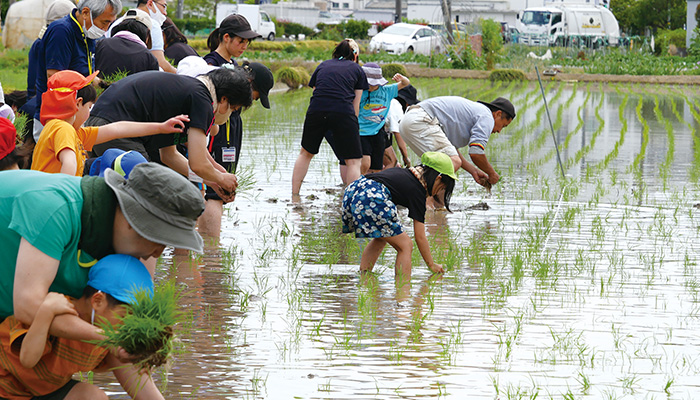 田植え